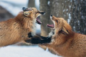 foxes fighting.jpg